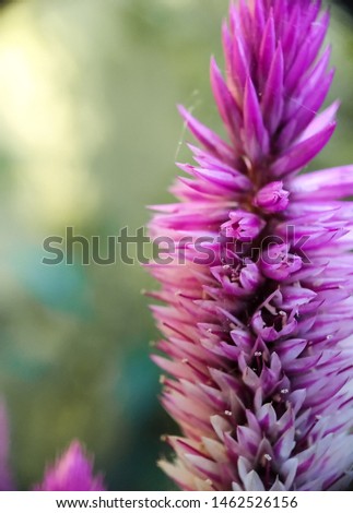 Flowers with a blend of white and pink that are in full bloom, taken with a closeup with a blurry background - Macro Photography