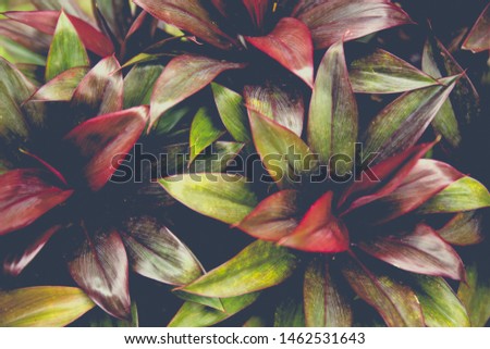 Fresh Green plant leaf for background. Green Christmas backdrop for design art work or add text message. Vintage picture.