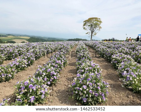 A flower field of purple pansy  with a tree at background, Hokkaido