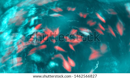 orange fish swimming against Aquamarine abstract background