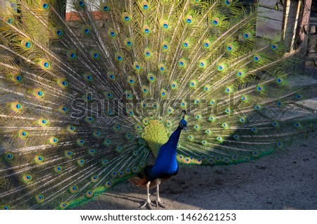 Peacock flaunts in front of the camera.