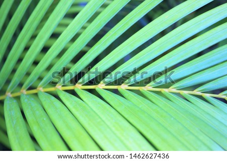 palm tree leaf tropical Areca palmeral background with copy space - close up palm leaf leaves full screen