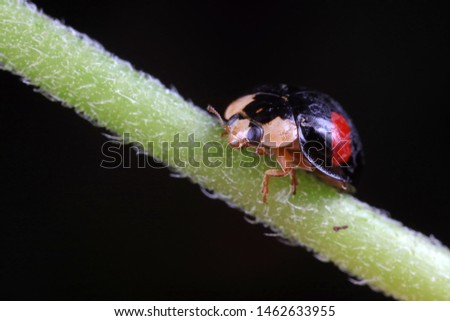 ladybug on green leaves, North China
