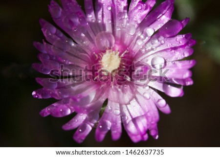 Close up  photography of a summer flower 