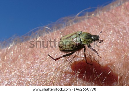 Hoplia argentea beetle who struggles through hairy skin on the arm - Forest of Styrian alps, Austria. Hoplia argentea is a species of scarabaeid beetle belonging to the subfamily Melolonthinae. Royalty-Free Stock Photo #1462650998