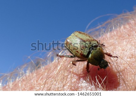 Hoplia argentea beetle who struggles through hairy skin on the arm - Forest of Styrian alps, Austria. Hoplia argentea is a species of scarabaeid beetle belonging to the subfamily Melolonthinae. Royalty-Free Stock Photo #1462651001