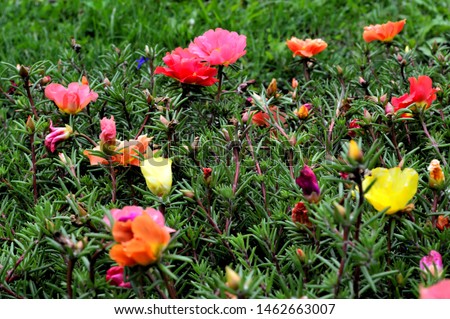meadow full of portula - portulaca grandiflora