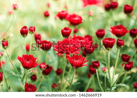 red flower garden with blur background and light leak