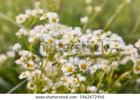 Yellow and white like small daisy flowers Erigeron annuus, annual fleabane, daisy fleabane or eastern daisy fleabane against the background of the earth view from above. Medicinal plants of Europe