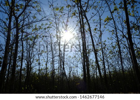 silhouette of teak forest in the dry season. this picture is suitable for background or wallpaper