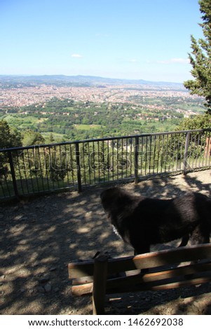 Dogsd with landscape of Florence