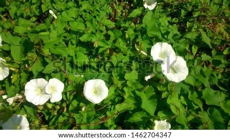 Background picture of hedge bindweed in the wild