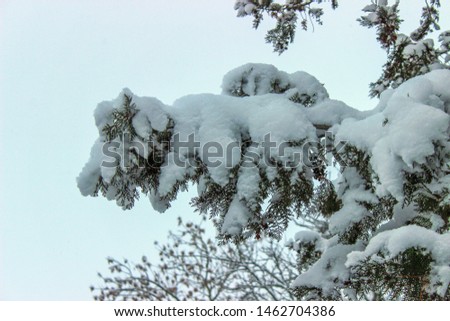 winter photograph of trees and objects