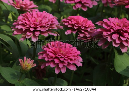 The beautiful pink Zinnia flowers with blurry green leaves background
