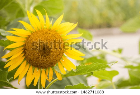 Sunflower with bright colors While getting morning sunlight