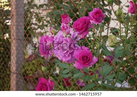 Beautiful flowers showing through the fence of a farmhouse. Roses, daisies, red, pink, purple, yellow. An interesting background.
