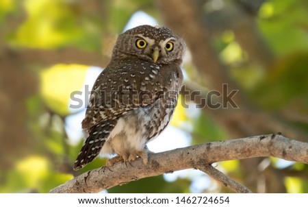 Pearl-spotted owlet in the wild