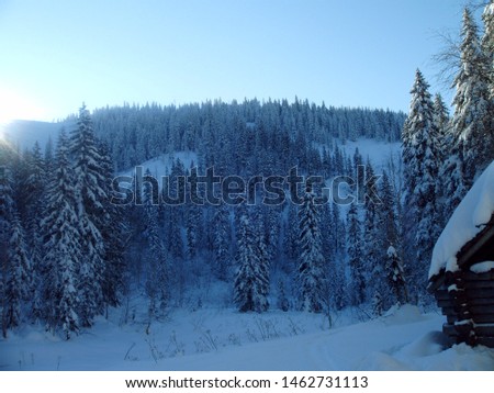 Evening winter forest in Russia