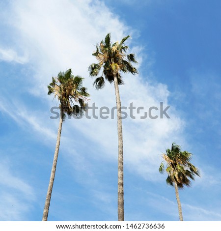 Three palm trees against a blue sky and cirrus clouds. Vacation concept in a tropical destination.