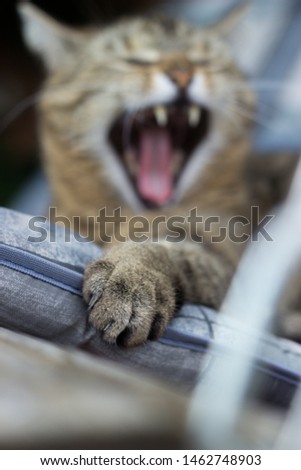 blurred yawning tabby cat lying on a blue-white cushion extending a paw which is focused