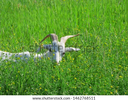 A white goat with long horns peeps out of the grass on a green meadow. Сlose up. The object is on the left side of the frame. Sunlight. Negative field. Beautiful summer picture.