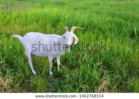 A white goat with long horns and an orange marker on its ear grazes on a green meadow among the field grass. She chews grass. Сlose up. Morning light. Negative field. Nice picture of rural life.