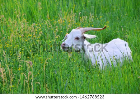 A white goat with long horns chews grass on a green meadow. The object is on the right side of the frame. Evening light. Negative field. An idyllic picture of village life.