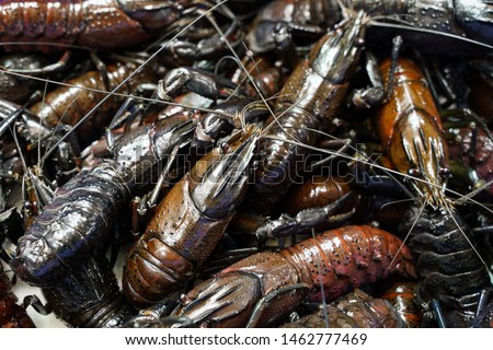 Marron is a species of crayfish (also known as yabbies) in Western Australia. Royalty-Free Stock Photo #1462777469