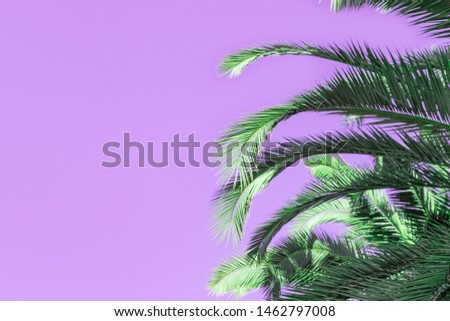 Palm tree against lilac sky. Summer tree. Toned image. Copy space.