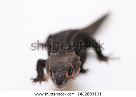 Tribolonotus Gracilis, Red-Eyed Crocodile Skinks lizard isolated on white background
