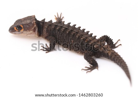 Tribolonotus Gracilis, Red-Eyed Crocodile Skinks lizard isolated on white background
