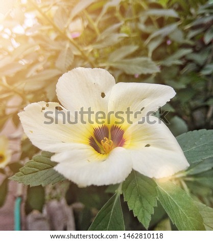 Cat tongue flower or Latin name subulata turnera with a background of beautiful green leaves