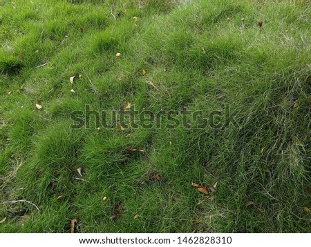 Green field of grass as natural background