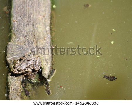 Photography that is showing a frog in a pond