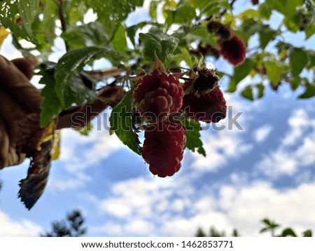 berries in the garden summer macro