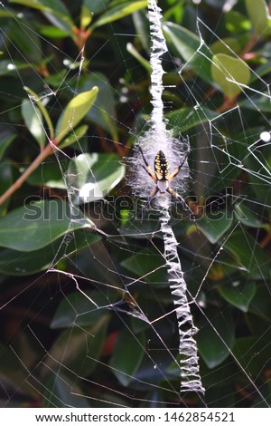 Zipper/banana spider on her web
