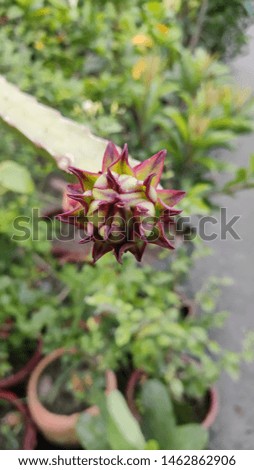 Tropical dragon fruit tree with close up vertical view