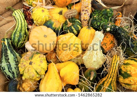 Many different pumpkins in the fruit market as background, close-up. Autumn vacation.
Colorful varieties of pumpkins and squashes. Thanksgiving day. Halloween. Harvest of Pumpkins. Autumn time. 