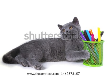 Adorable, gray, fuzzy thoroughbred British kitten lying, holding a paw glass markers. welcome to school