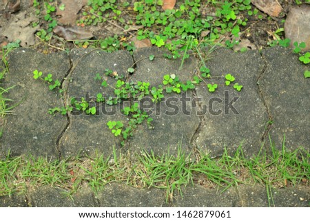small ivy grow on Brick pavement slit.