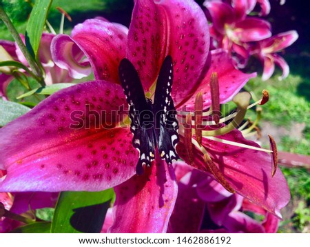 Large Butterfly Inside Large Lily Flower