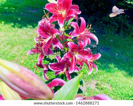 Flying Butterfly Towards Stargazer Lily Flowers