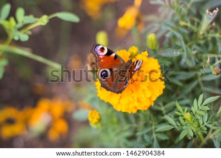 Peacock butterfly in Russia, Aglais io and the yellow flower