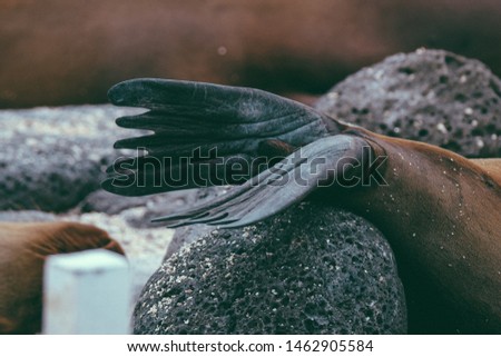 A closeup of a sea lions fins on a rock with blurred background