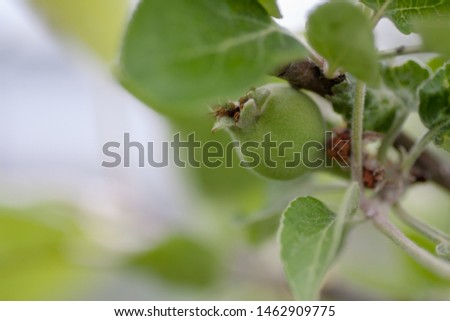 The macro photo of the unripe green apple growing on the tree on the right side of the picture. Nature background with the space for the text