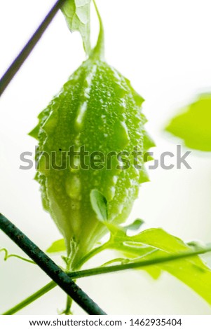 Picture of a green Baby Bitter Melon