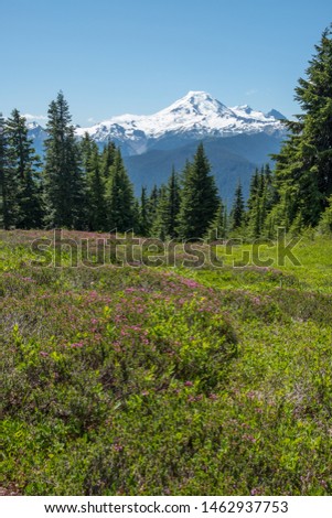 Flowering alpine meadows of the High Divide in Mount Baker - Snoqualmie National Forest provide magnificent views of Mt Baker and are accessed from either the High Divide Trail or Damfino Lakes Trail.