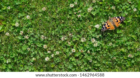 grass clover texture background. top view. butterfly painted lady sitting on a clover lawn  