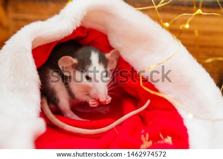 Little gray rat in new year red outfit with glittering lights. Festive Christmas background.