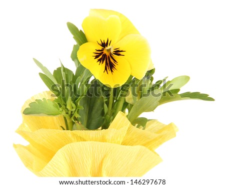 Beautiful pansy flower isolated on white